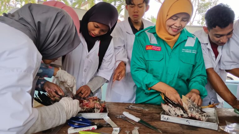 Siapkan Bekal Ketrampilan Menjadi Profesional di bidang Animal Health and Pharmaceuticals Industry, Mahasiswa Prodi Agribisnis Unggas Vokasi UMM Antusias Praktek Nekropsi Ayam