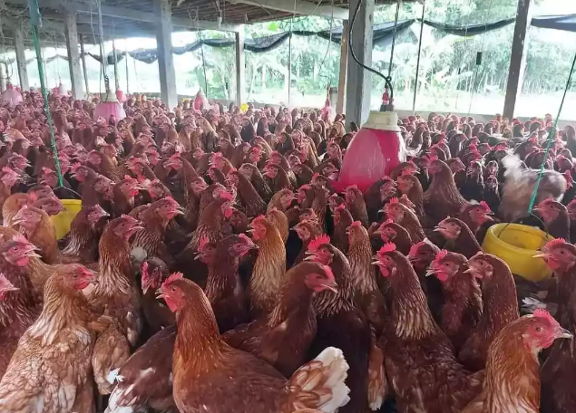 Mahasiswa Prodi Sarjana Terapan Agribisnis Unggas Vokasi UMM Menoreh Keberhasilan dalam Bisnis Pullet bersama PT Semesta Mitra Sejahtera